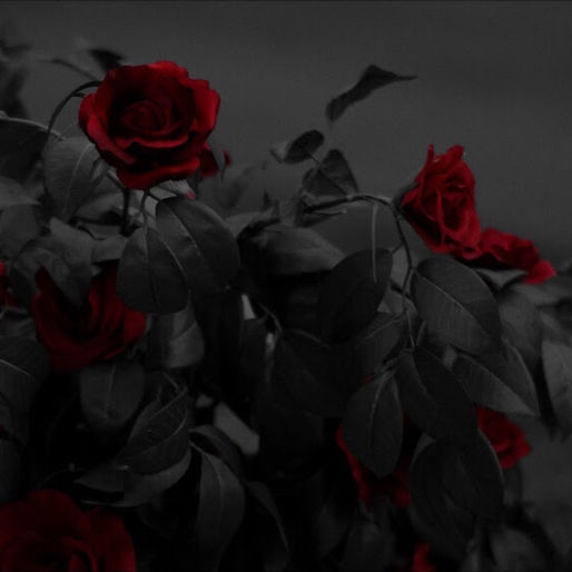 Reflections: Roses - 2019