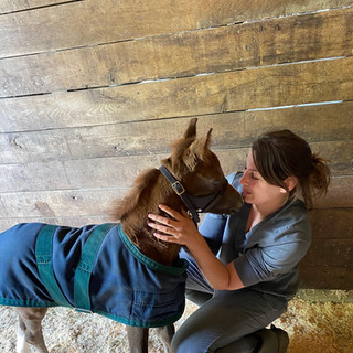 Foal Close-Up Examination