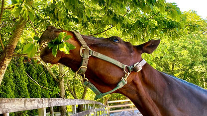 horse eating coastal elite.jpeg