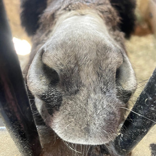 Donkey Nose
