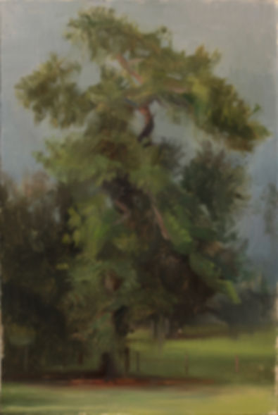Stormy Pine Tree Study