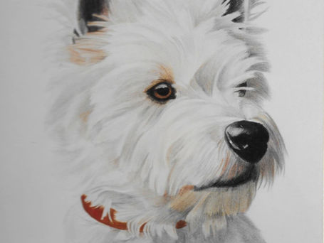 West_Highland_Terrier_Coloured_Pencil.jpg