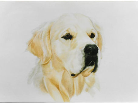 Golden_retriever_Coloured_Pencil.jpg
