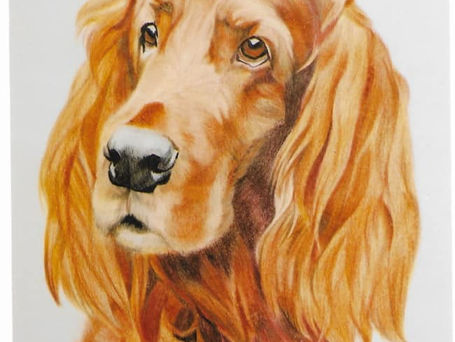 Red_Setter_Coloured_Pencil.jpg