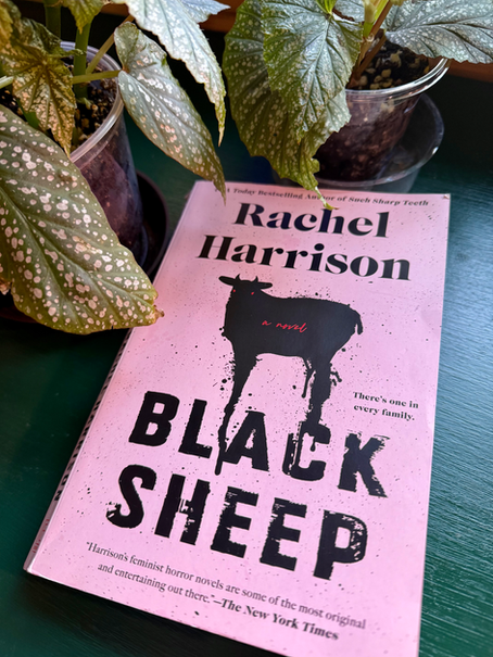 Black Sheep/White Sheep: On Black Sheep by Rachel Harrison