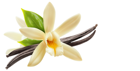 Untitled design - 2025-08-03T164409.506.png