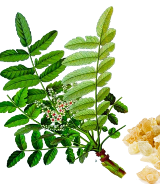 Boswellia-Serrata-herbal-extract-extractstoday.com.png