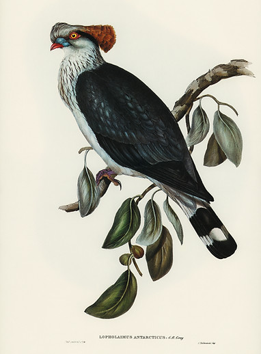 top-knot-pigeon-lopholaimus-antarcticus-illustrated-by-elizabeth-gould.jpg