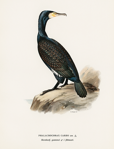 website birds (1).png