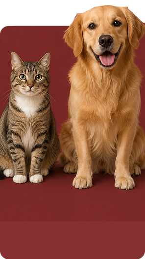 perro gato_web.png