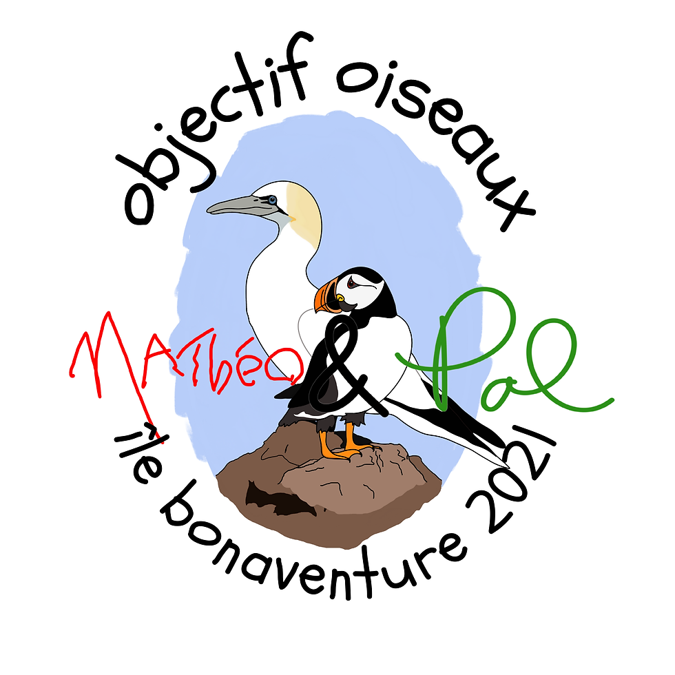 objectif oiseaux