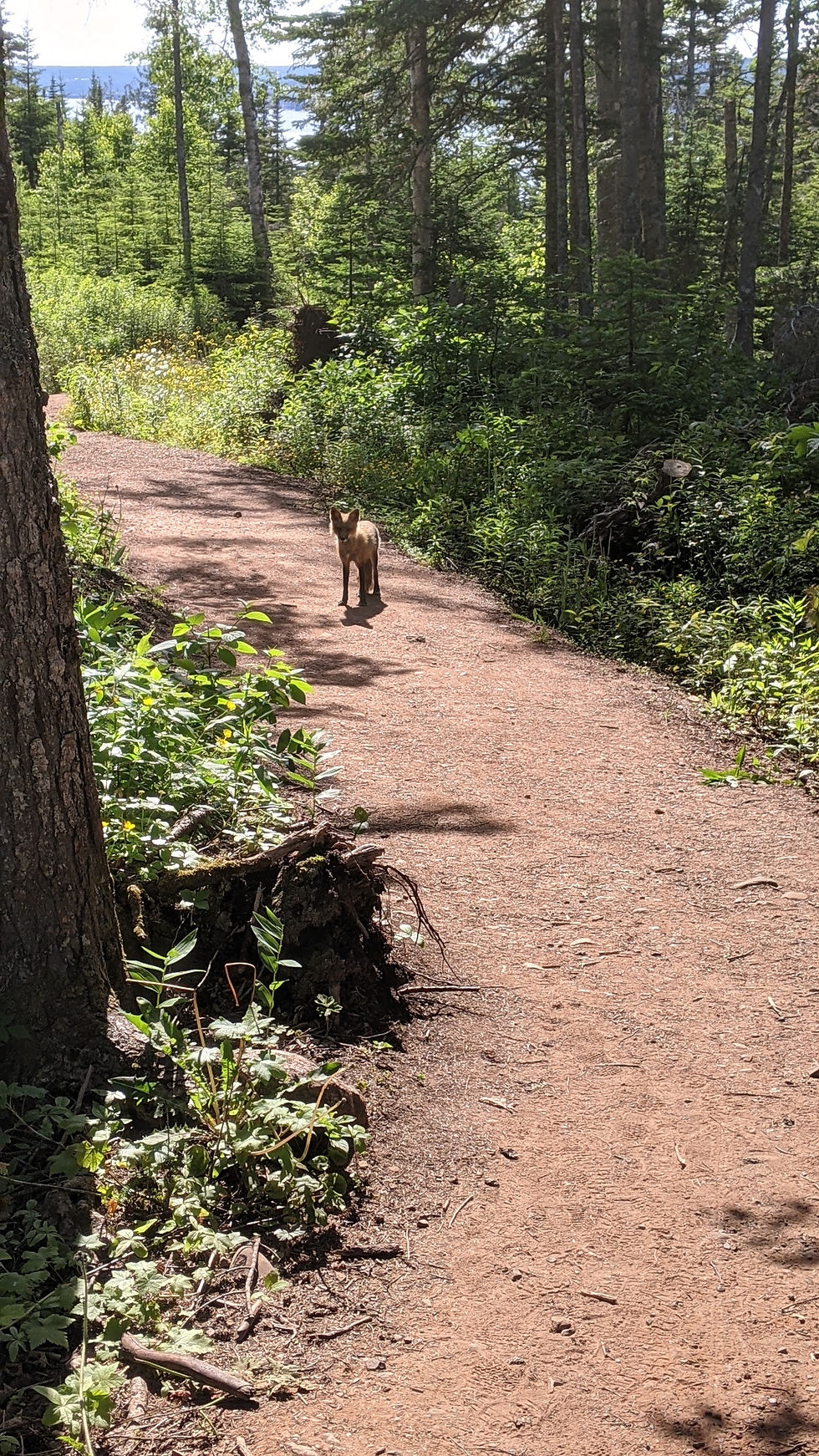 De la belle visite sur le chemin du retour