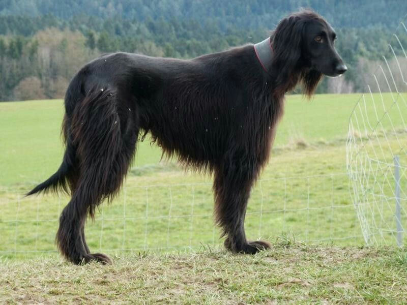 Taigan (levriero del Kirghizistan)