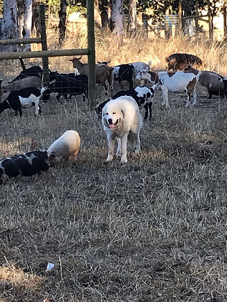 charlie pig and goat.jpeg
