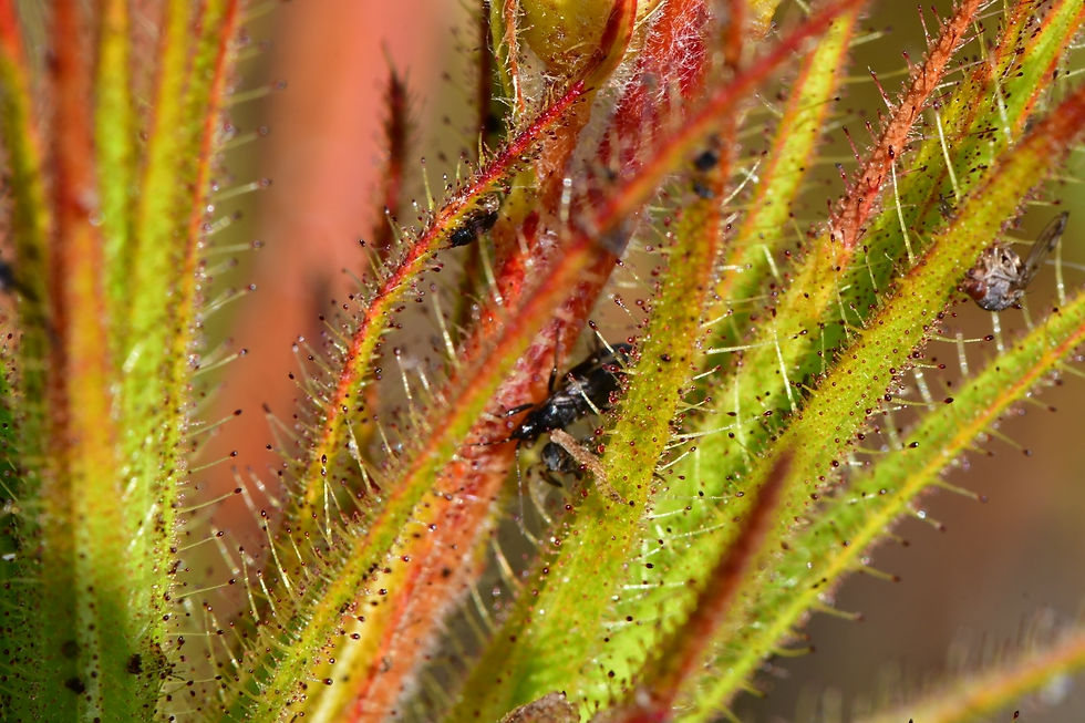 Detalle hojas Roridula con muchos tricomas