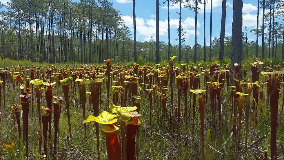 Sarracenia flava var. rubricorpora en una pradera del Apalachicola National Forest, en Florida