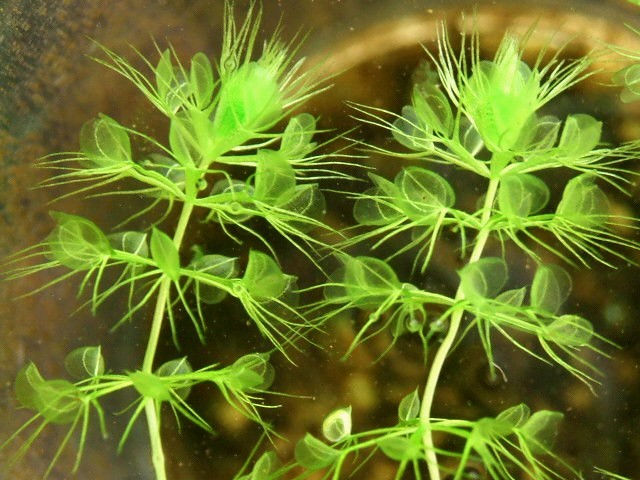 Aldrovanda vesiculosa, la versión acuática de Dionaea