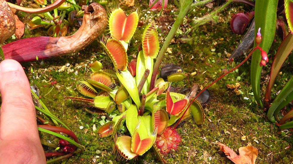 Una Dionaea Muscipula dentro de un bog junto a otras plantas carnivoras como Droseras y Sarracenias