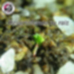 Planta de Drosera scorpioides desarrollando su raiz