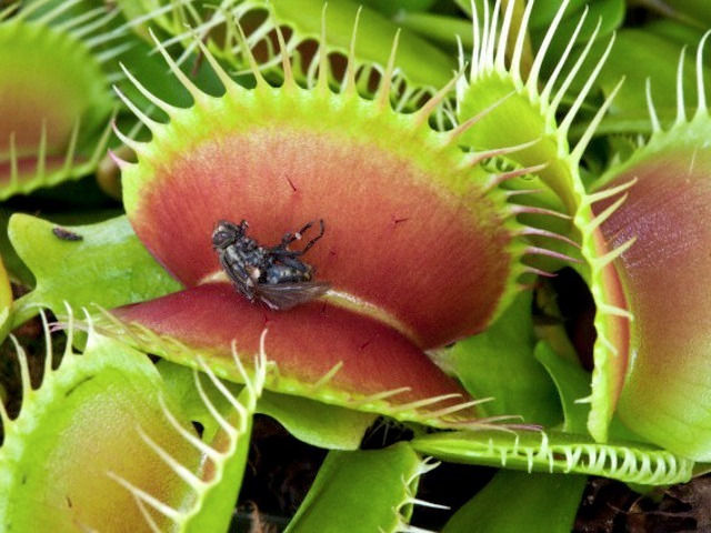 La clásica Dionaea muscipula o Venus Atrapamoscas