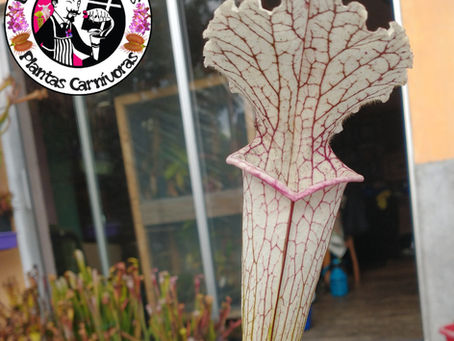 Cuidados Sarracenias, guÃa de cultivo.