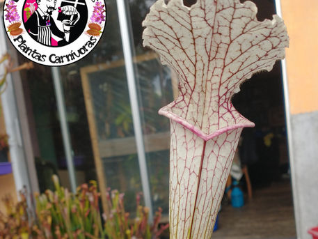 Cuidados Sarracenias, guía de cultivo.