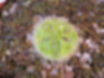 ree