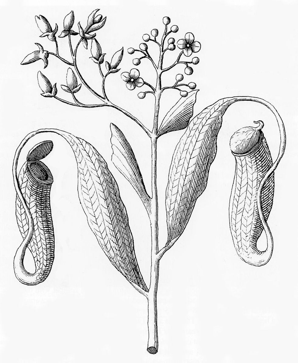 Nepenthes distillatoria, 1696, Leonard Plukenet
