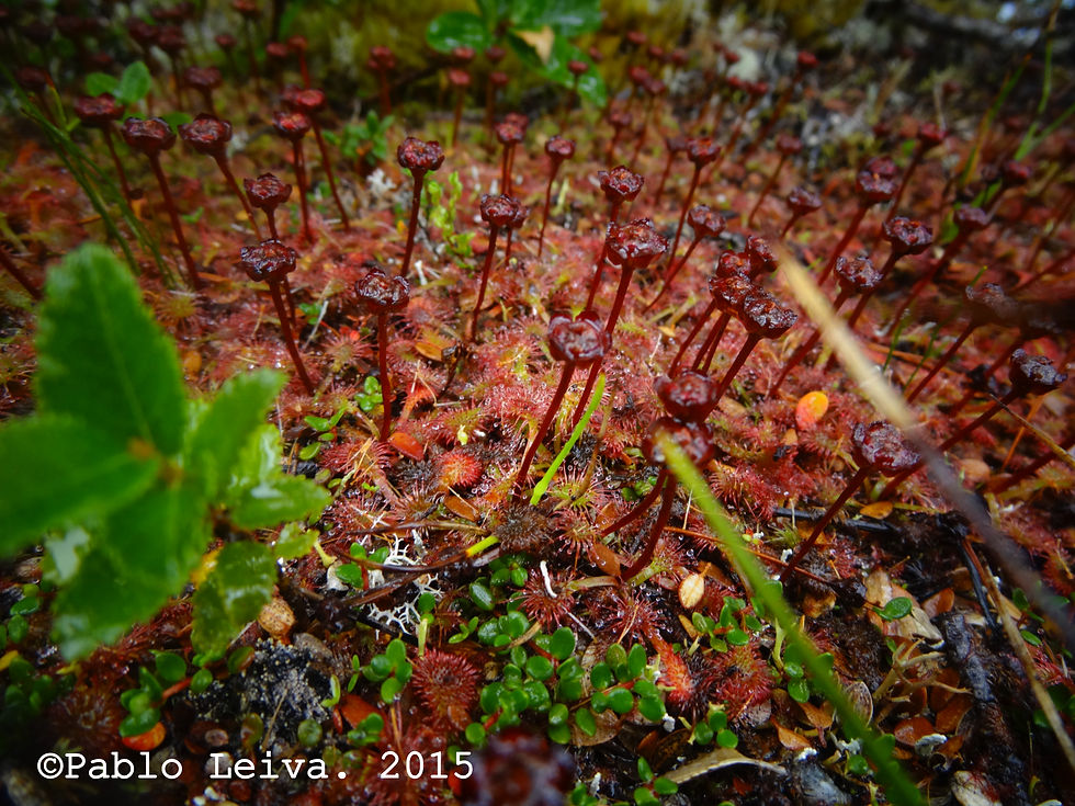 Drosera uniflora en el sur de Chile