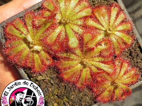 Cuidados Droseras, guÃa de cultivo.