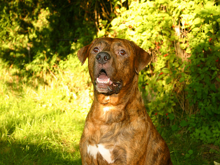 The Perfect Dog