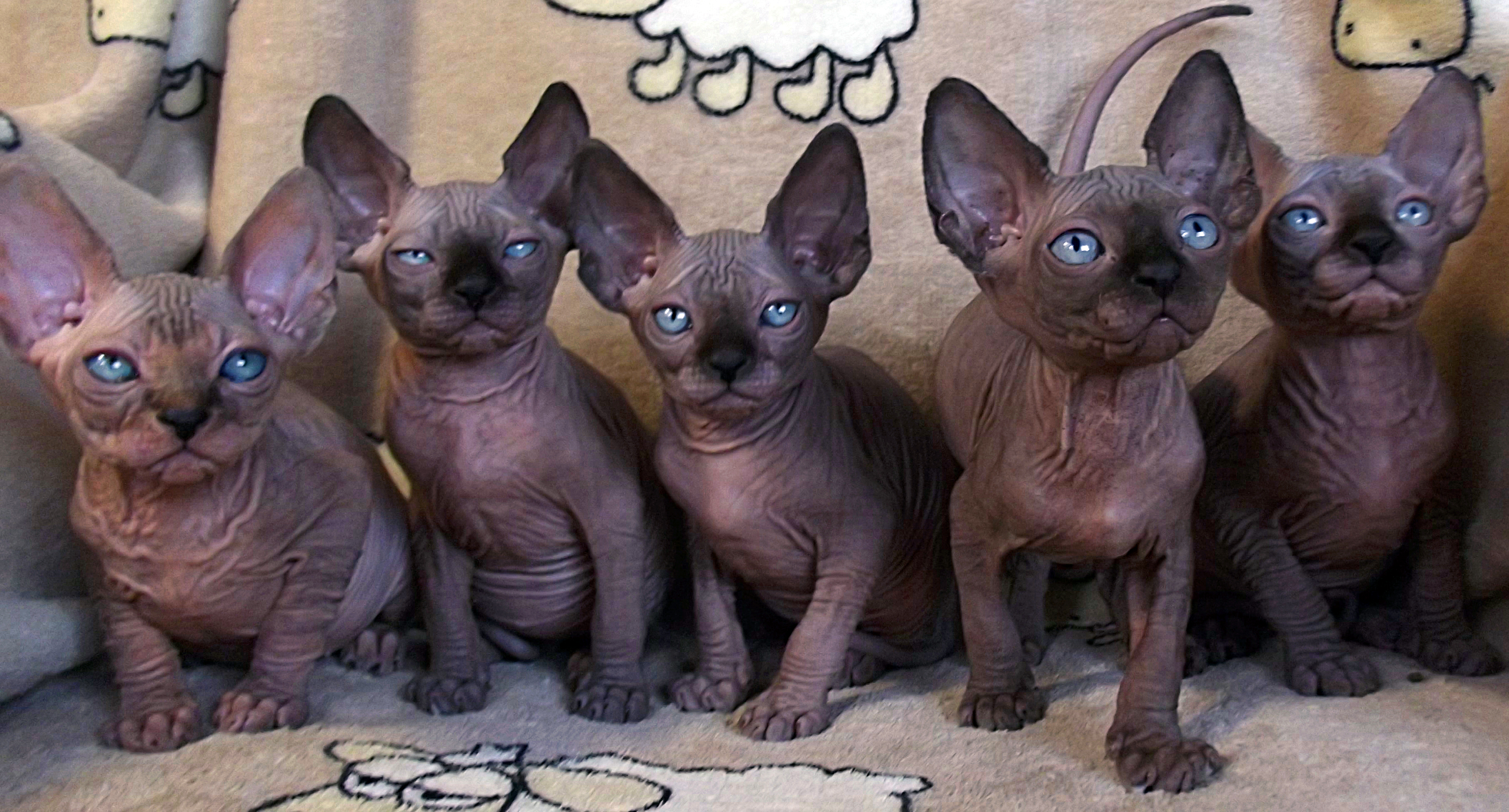 Vetements Blueberry Sphynx Vetements Blueberry Sphynx