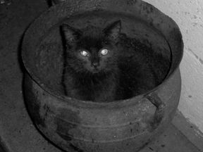 A Bionic Tender Cauldron