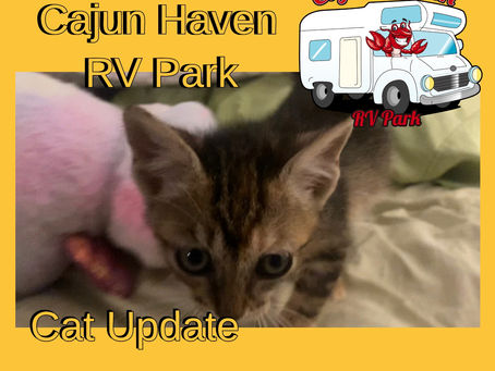 Cajun Haven Cat Update