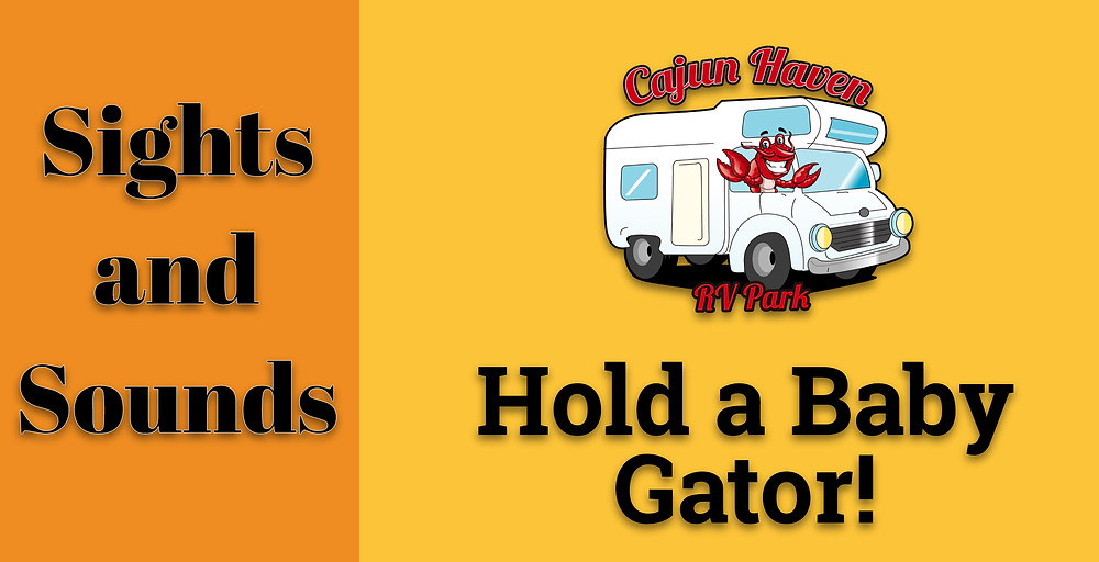 While staying at Cajun Haven RV Park go hold a baby alligator. Only about a 9 minute drive from Cajun Haven RV Park is The Gator Chateau in Jennings, LA.