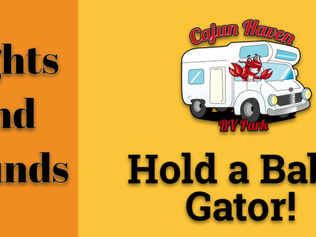 Hold a Baby Gator! l Sights and Sounds