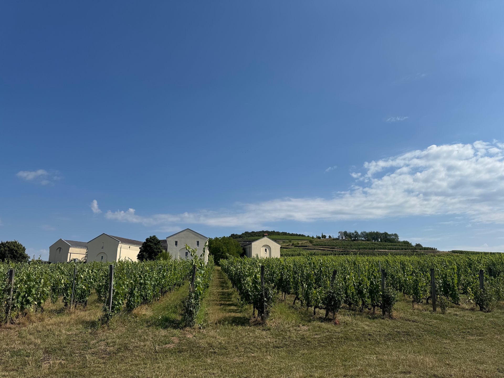 The vineyards at Disznókő