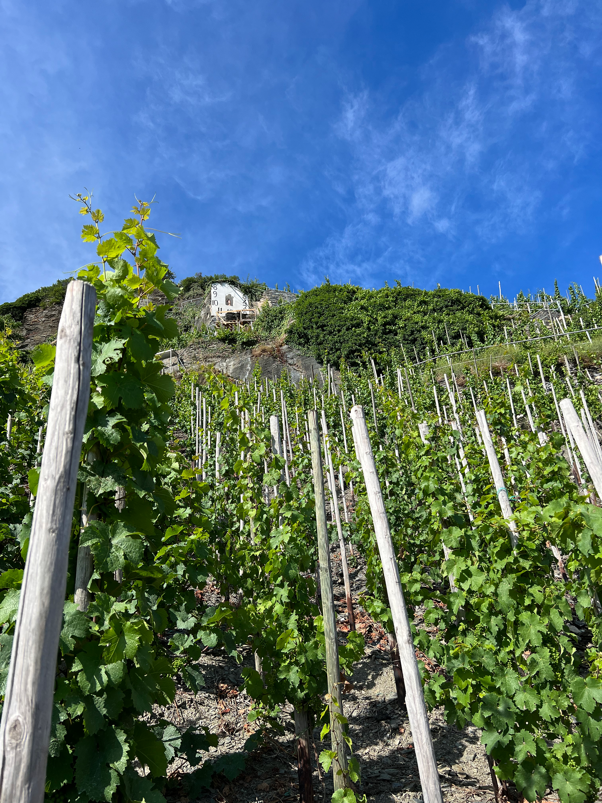 Famous sundial vineyard in the Mosel