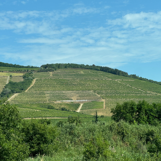 View of Tokaj Hetszolo vineyard on the way to Szepsy