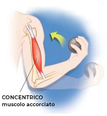 fase concentrica muscoli muscle exercises trazioni elastici dorsali bicipiti glutei squat gambe braccia
