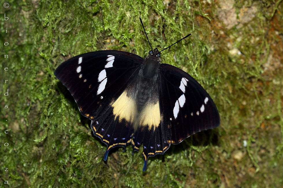 Female Western Forest-king Charaxes on the moss that lines the Ironwood trees in this glade.