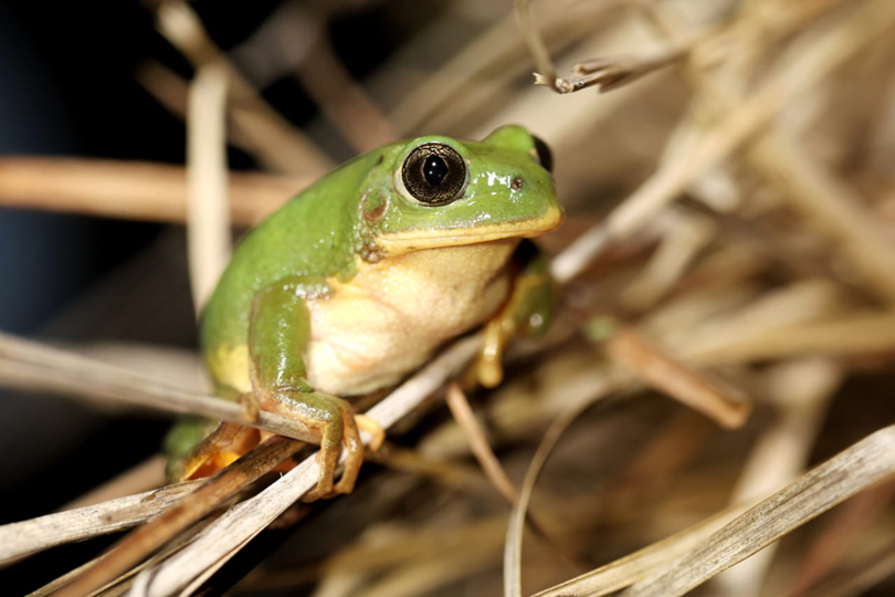 The Croak #3 - We are in a Biodiversity Crisis