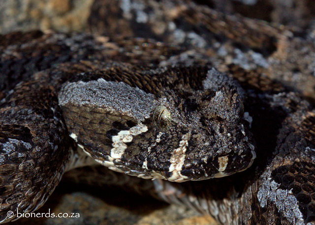 Red Adder - Bitis rubida