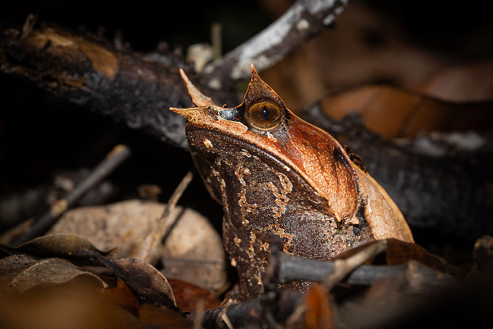 We think we were happier to see this Bornean Horned Frog that it was to see us!