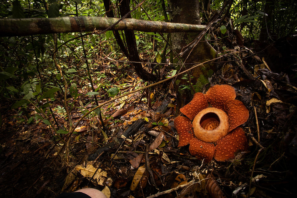Not a herp, but definitely a bucketlist species to see on the slopes of Gunung Gading - Rafflesia's are the world largest single flower - and no, it did not stink!