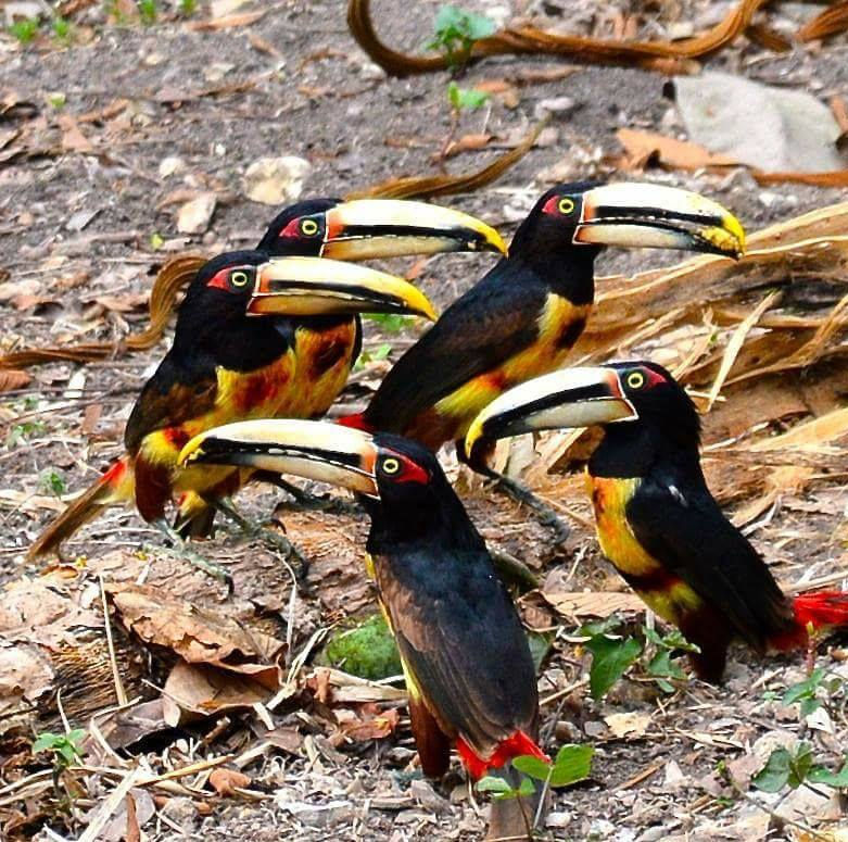 Toucans