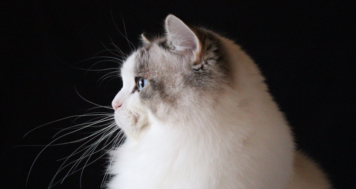 お父さん猫のMONIの横顔