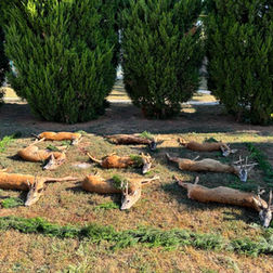 Driven hunt in Hungary, hunting trips