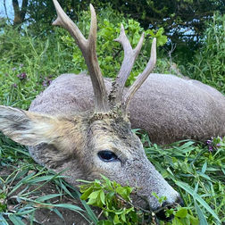 őz vadászat, őz bak vadászat, roe deer hunt, rehwild jagd, rehbock jagd, ricke jagd, kitz jagd
