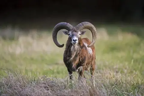 mouflon hunt, muffeldwild jagd, muflon vadászat, mouflon, muffelwild, muflon, Muffelschaf jagd, Lamm jagd